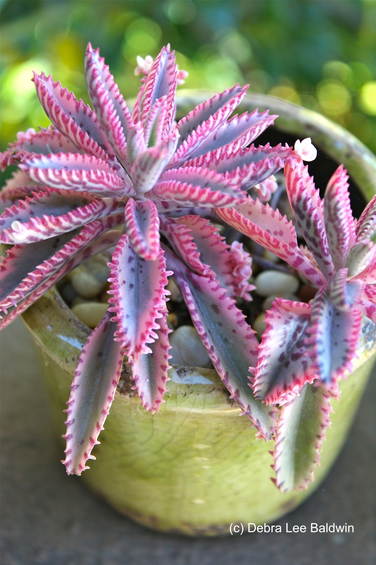 Каланхоэ Пинк Баттерфляй Kalanchoe