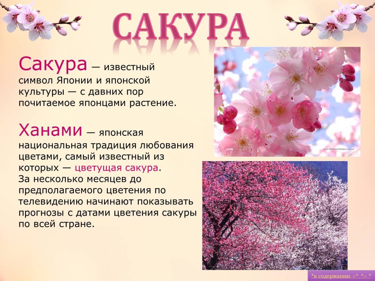 Сакура для презентации