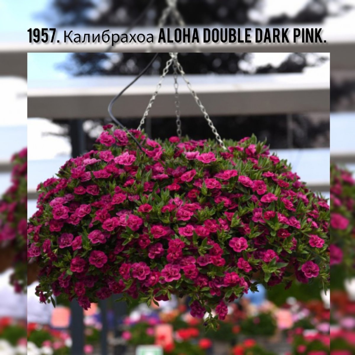 Калибрахоа Aloha Double Purple