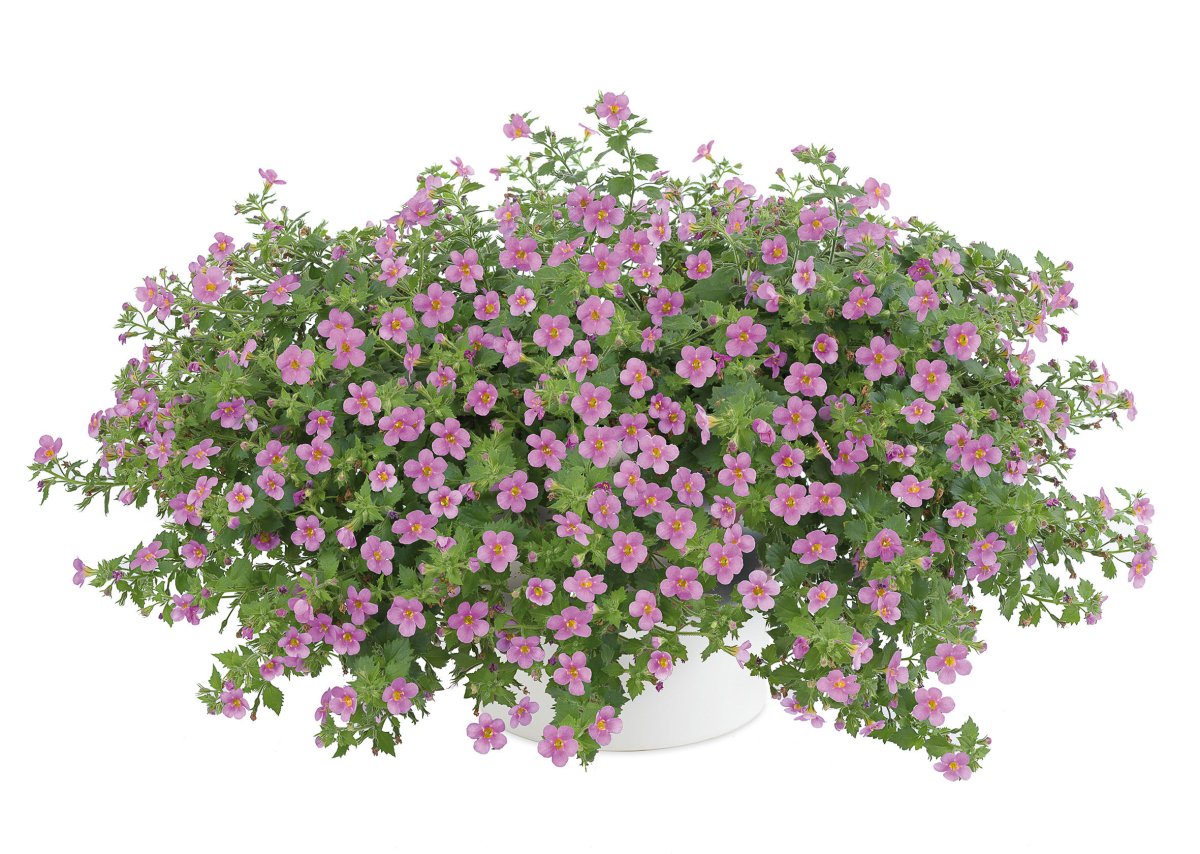 Бакопа Gulliver Pink