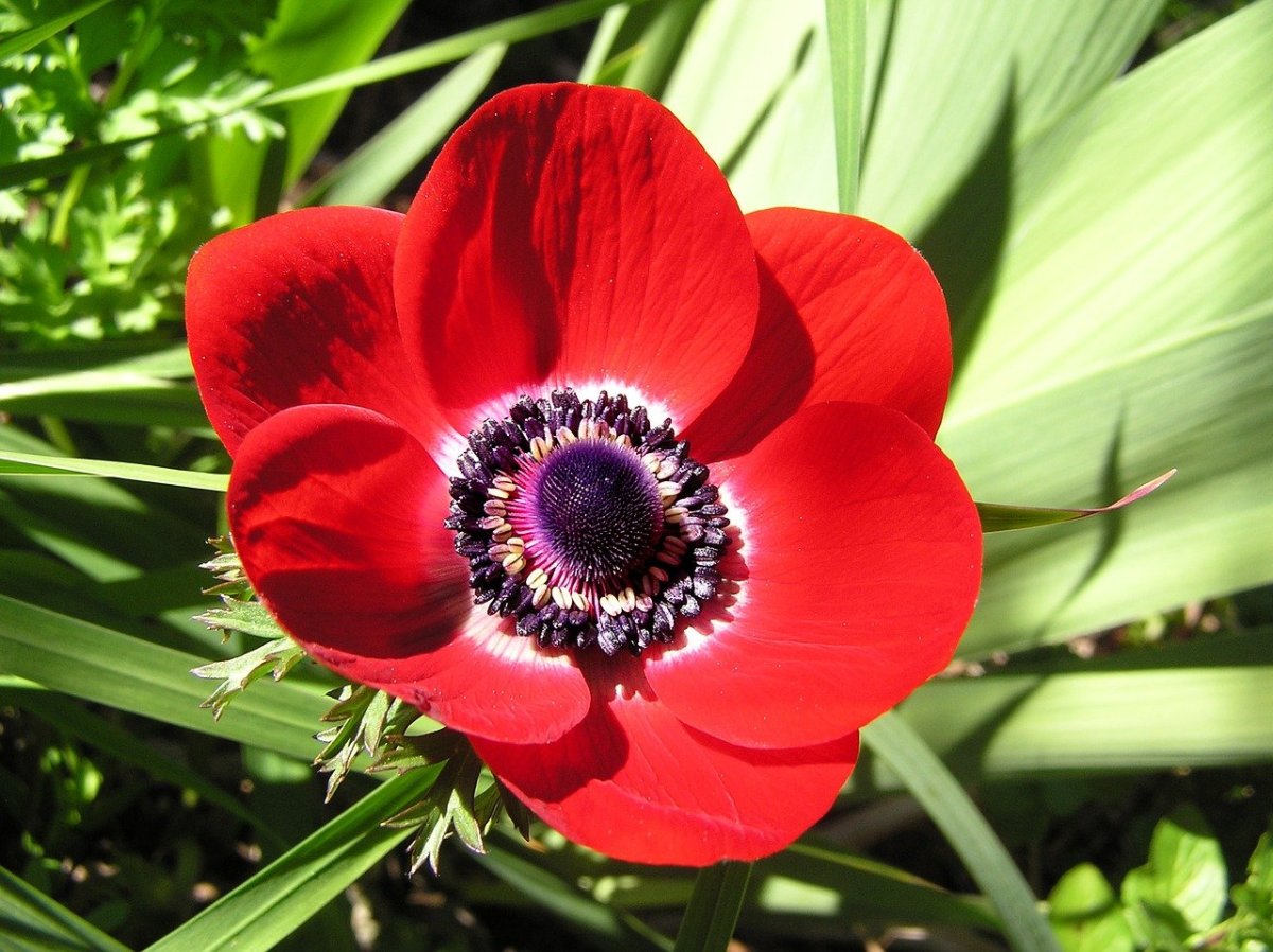 Anemone цветок