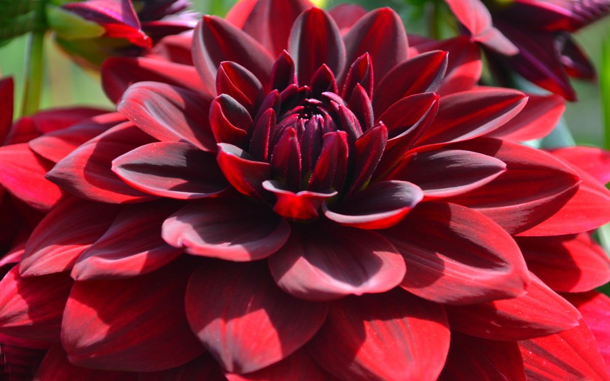 Dahlia Crimson