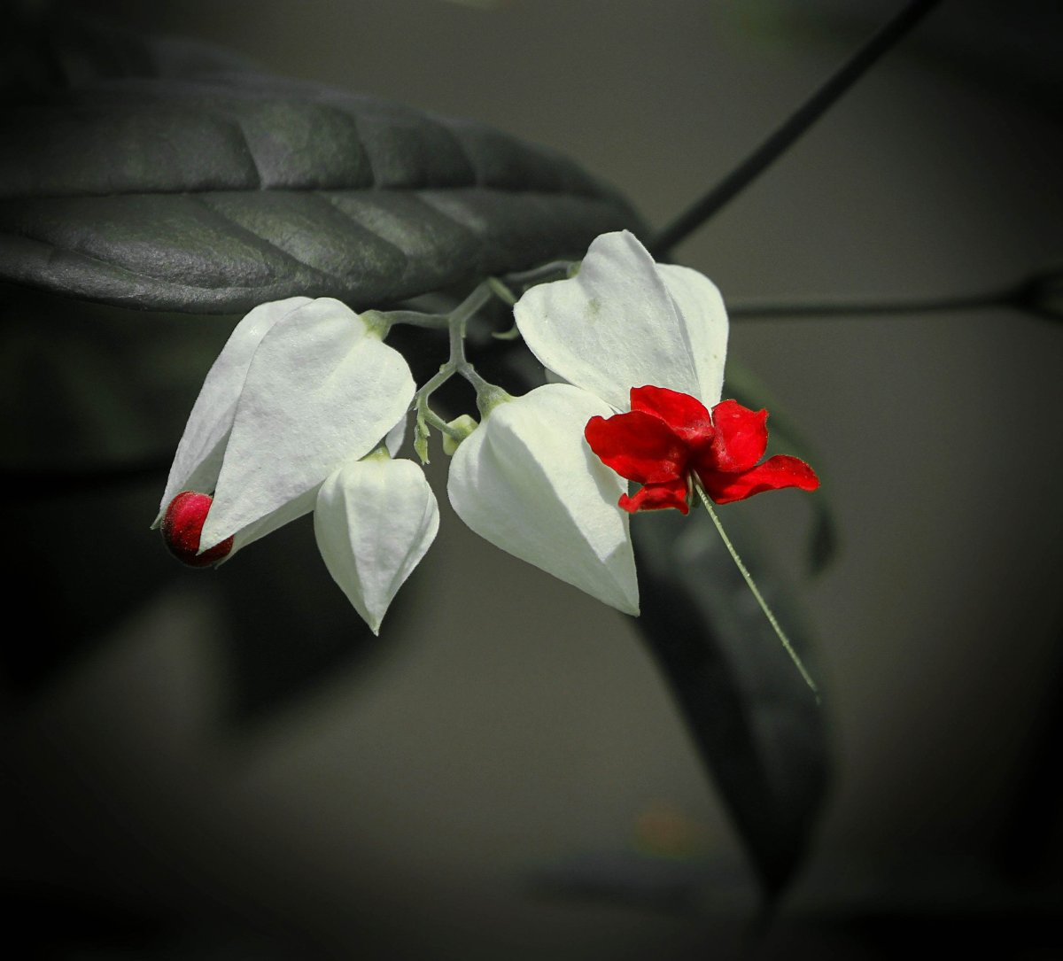 Фото good morning my Love новогоднее
