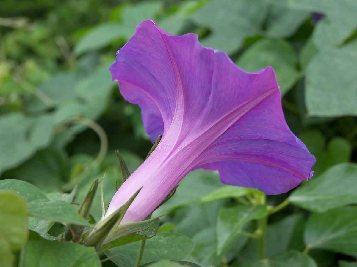Convolvulus cneorum