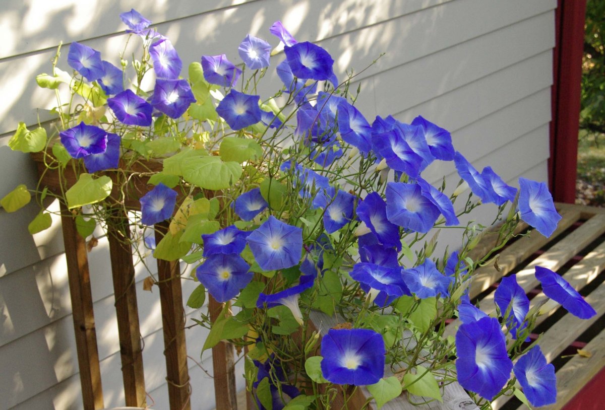 Morning Glory
