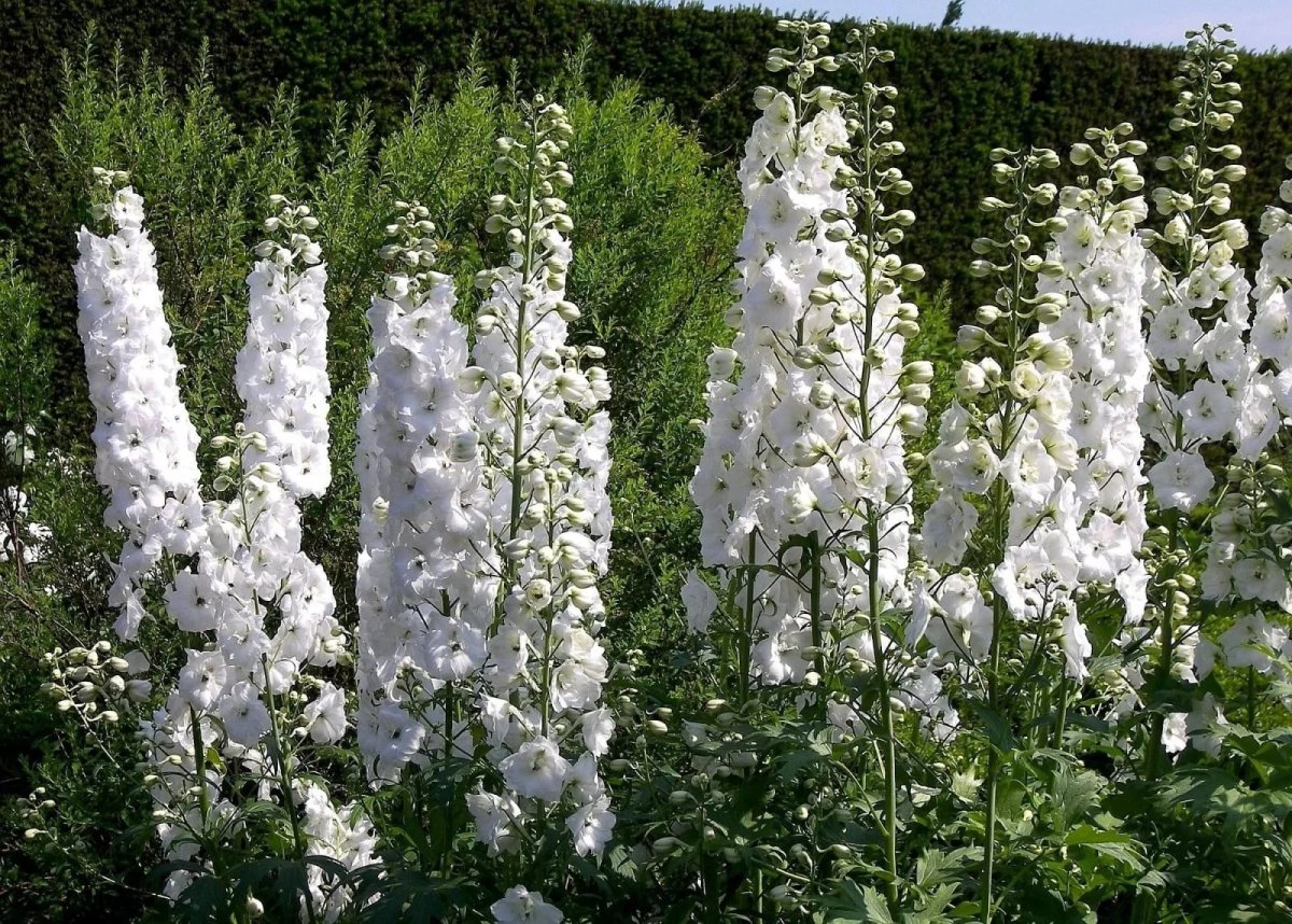 Белые высокие садовые цветы