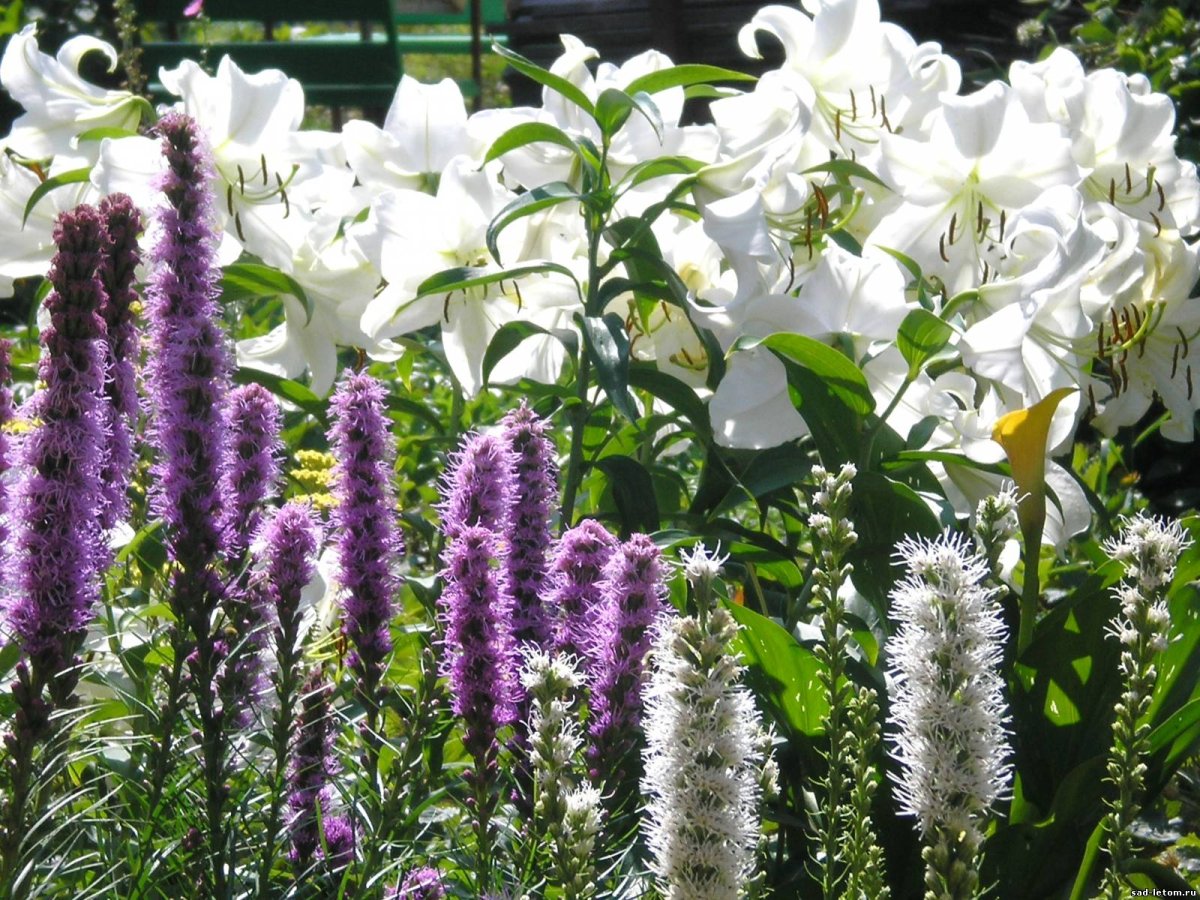 Liatris scariosa