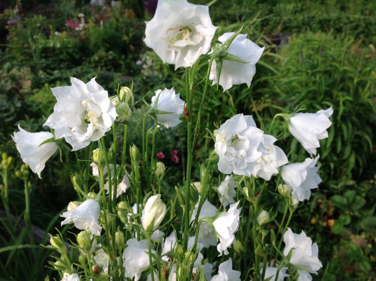 Колокольчик персиколистный (Campanula persicifolia `Takion White`)