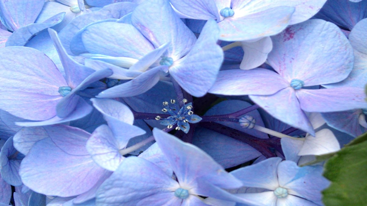 Гортензия JIP Blue