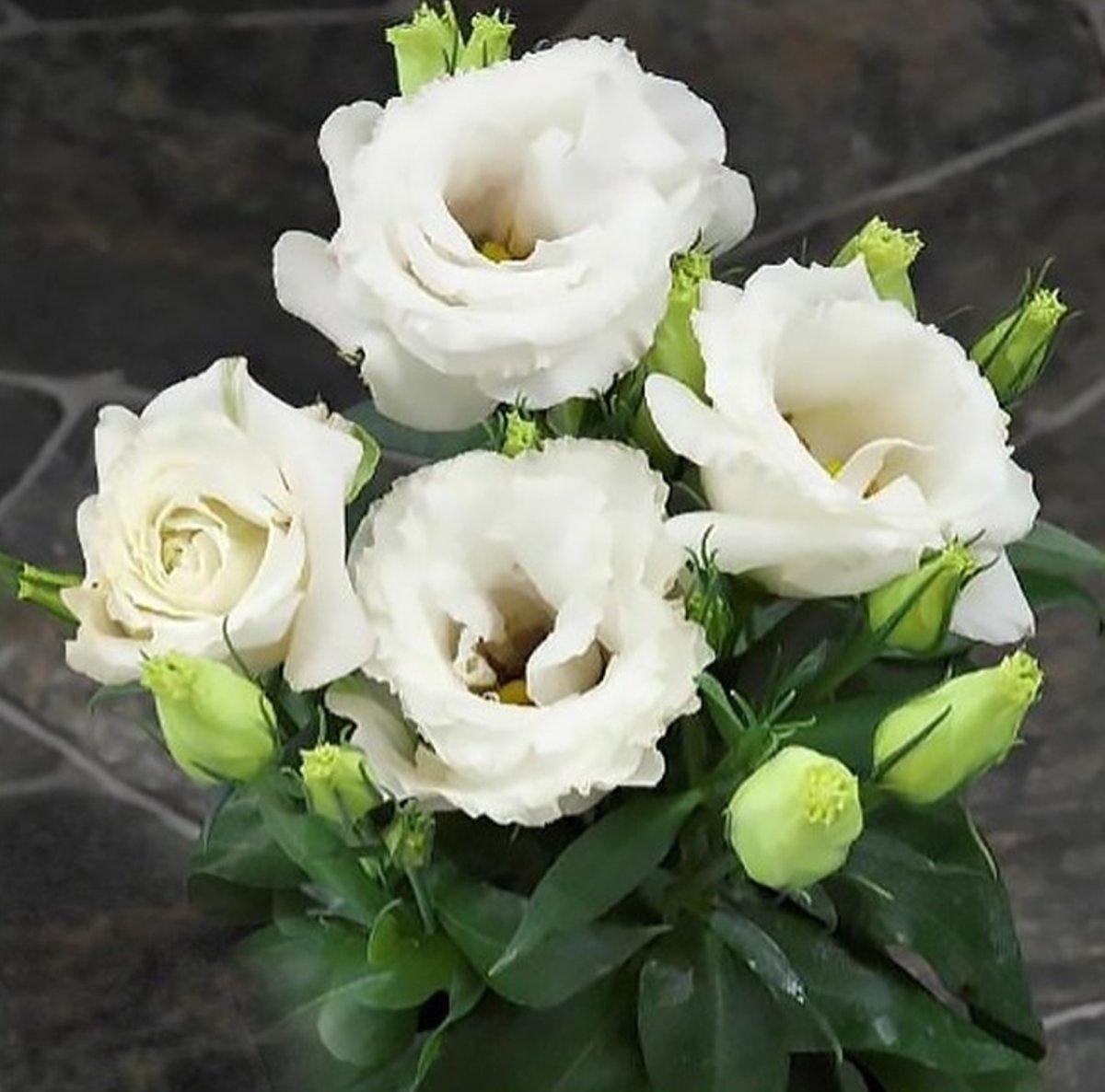Эустома Julietta f1 White