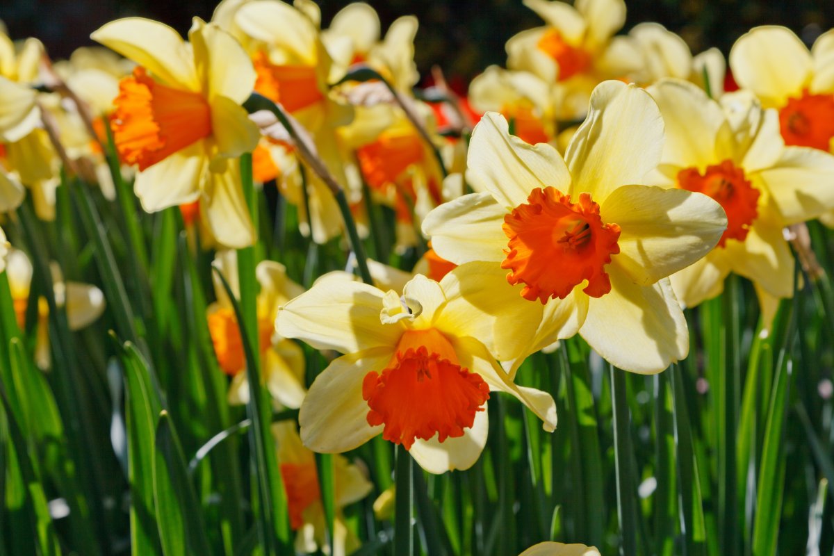 Daffodil Нарцисс