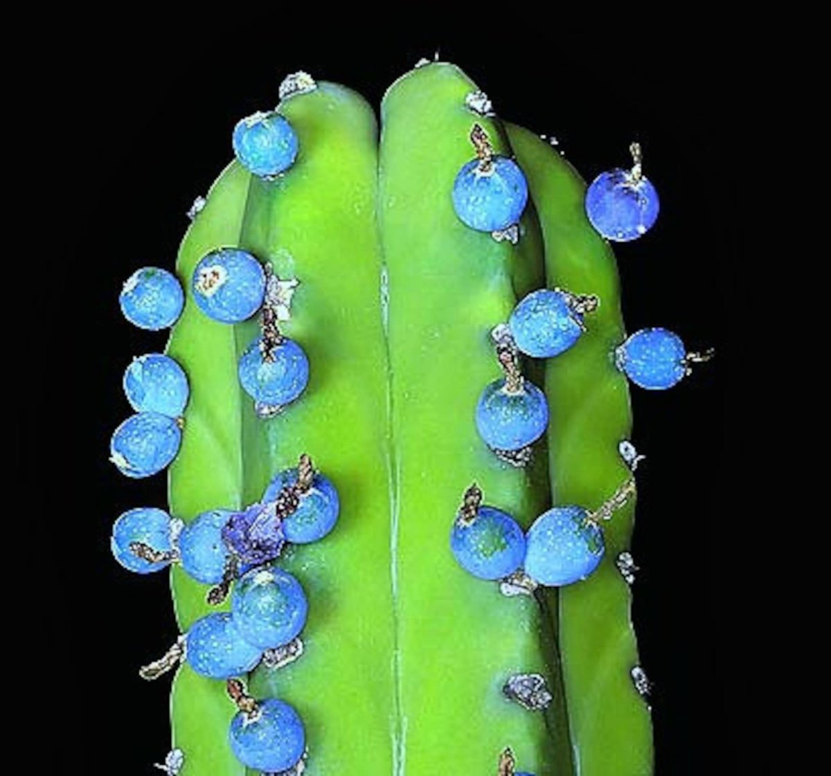 Myrtillocactus geometrizans