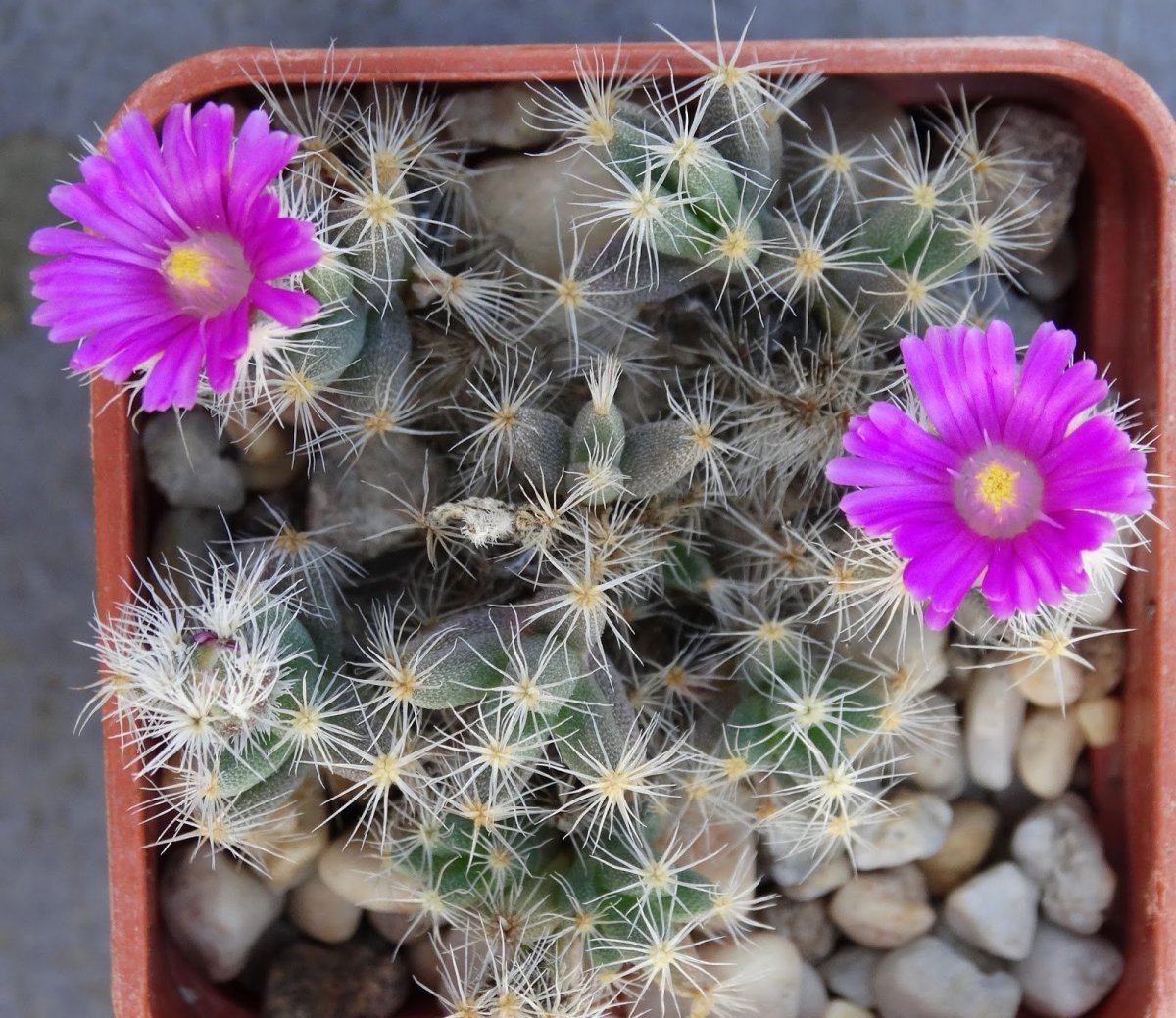 Trichodiadema setuliferum