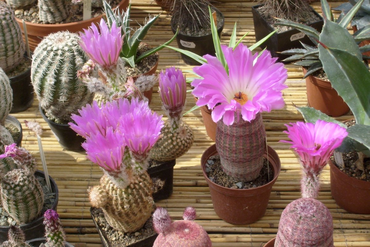 Echinocereus rigidissimus v. rubrispinus l 088