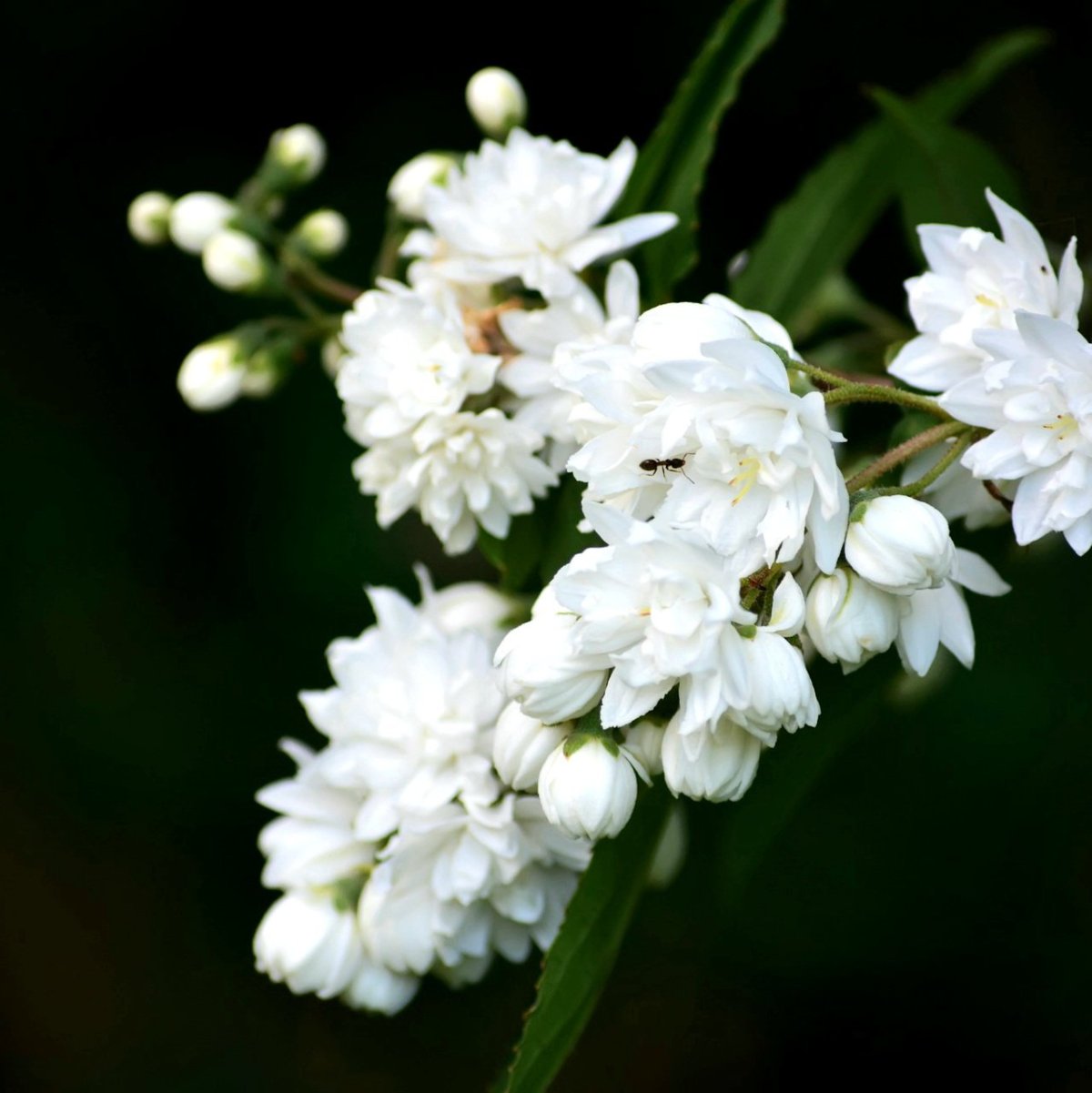 Кустарник белый весенний