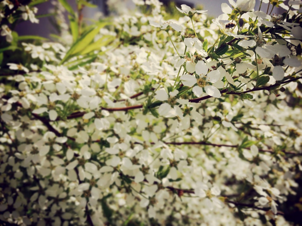 White Flowers aesthetic