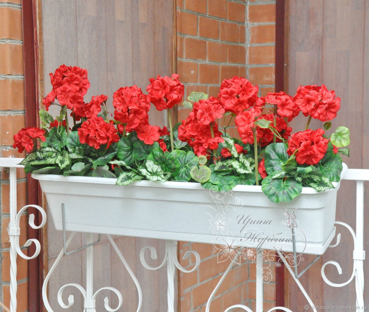 Пеларгония ампельная balkon