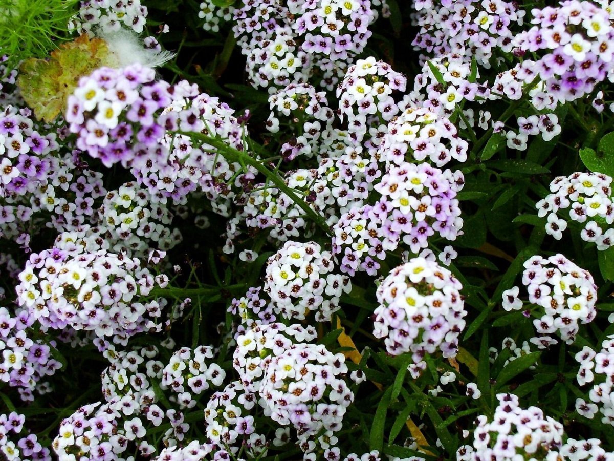 Цветы с маленькими цветочками