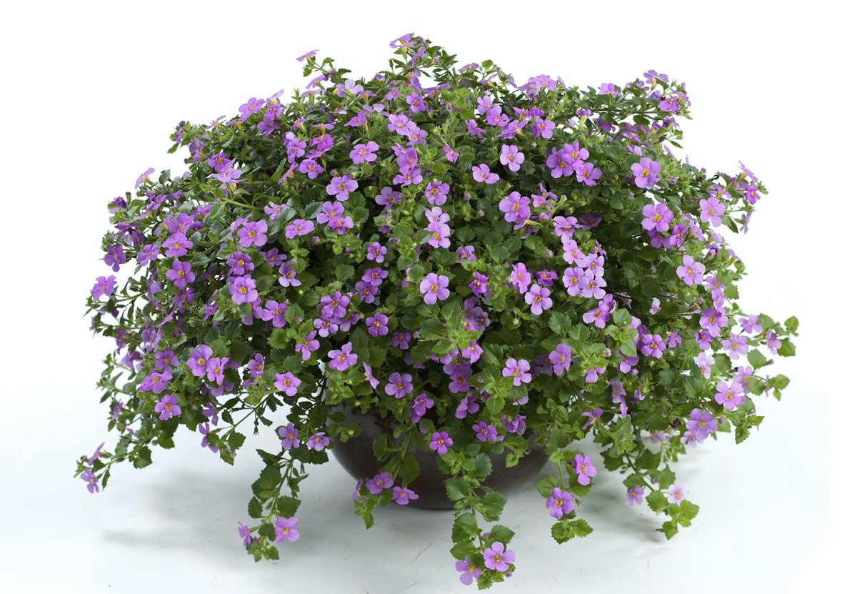Бакопа Снежная лавина (ампельная)