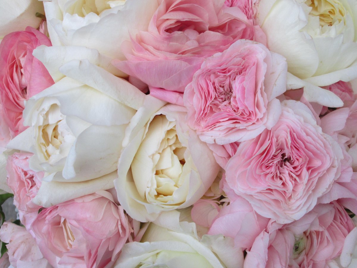 Пионовидная роза Peony Pink