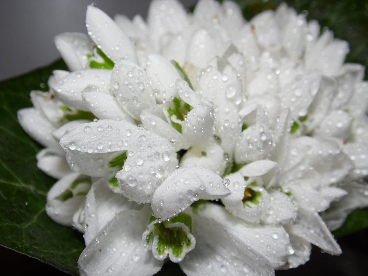 Белые цветы весной
