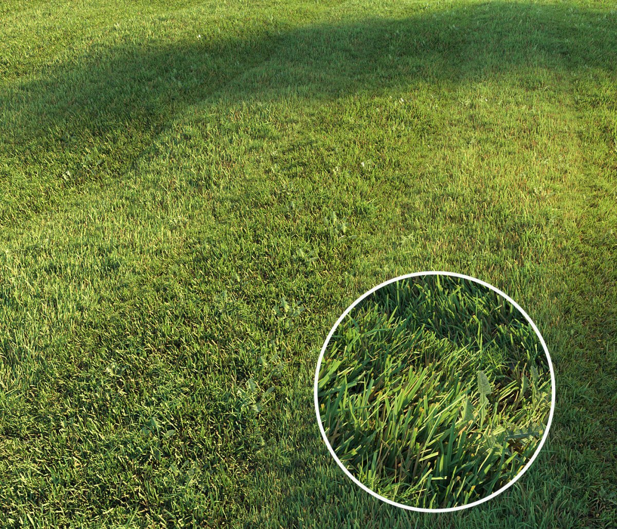 Grass 3ds Max