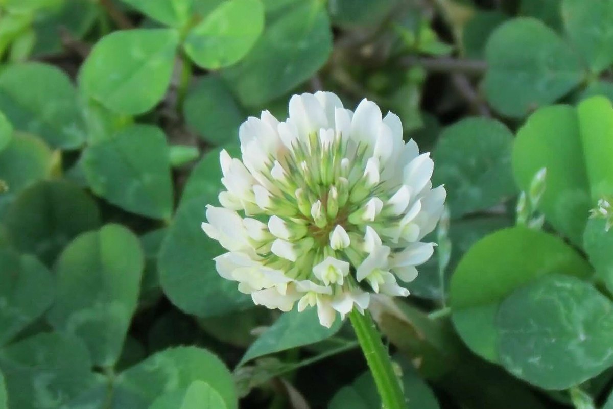 Клевер ползучий (Trifolium repens)