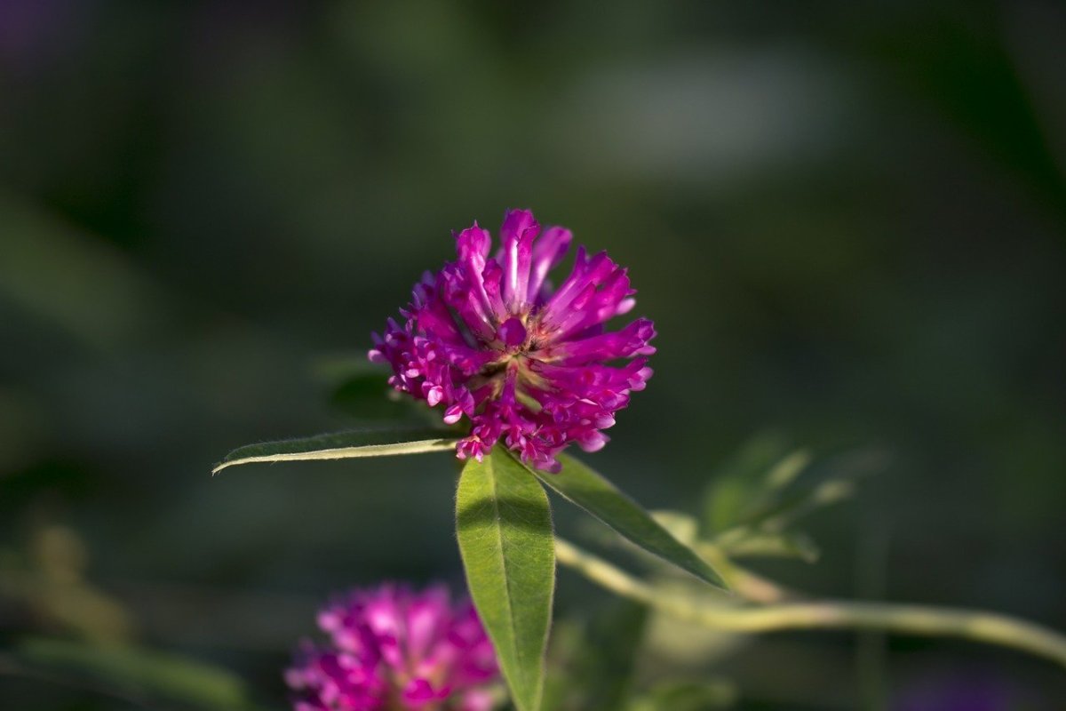 Красный Клевер (Red Clover)