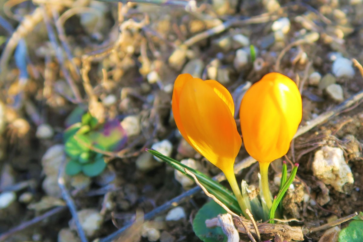 Крокусы Botanic Yellow