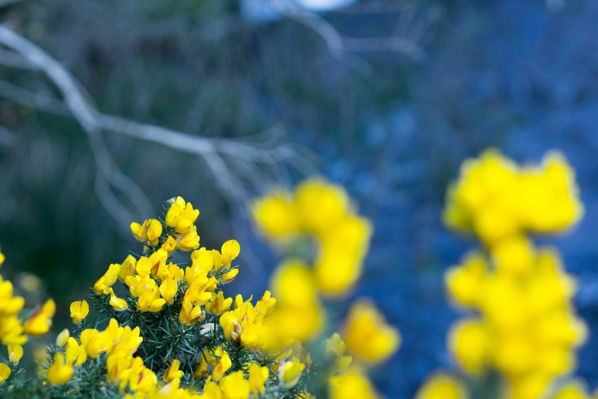 Весенние лесные желтые цветы