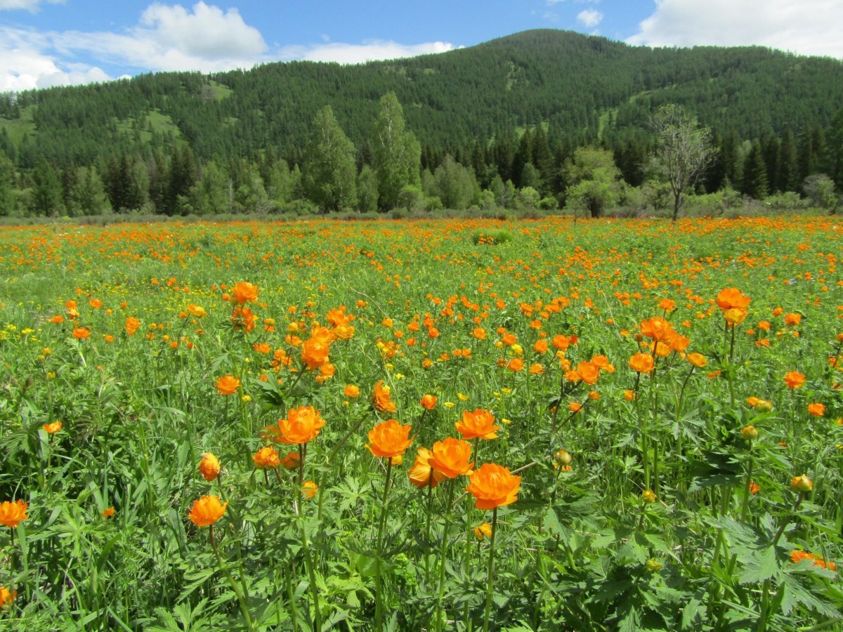 Алтай купальница огоньки цветут