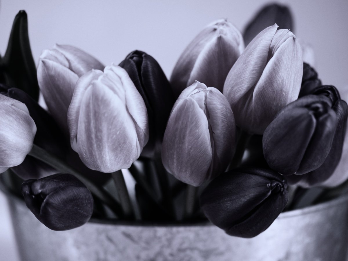 Тюльпан Shades of Grey
