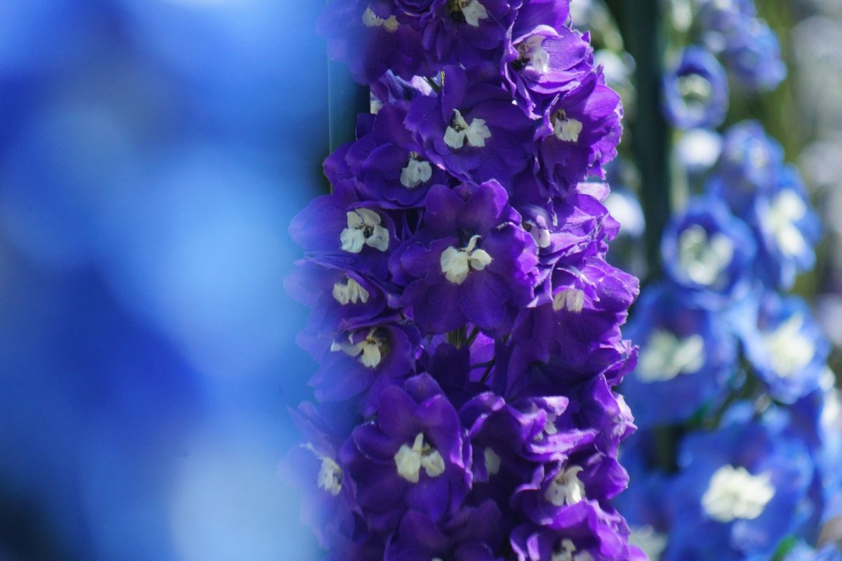Сине фиолетовые цветы на высоком стебле