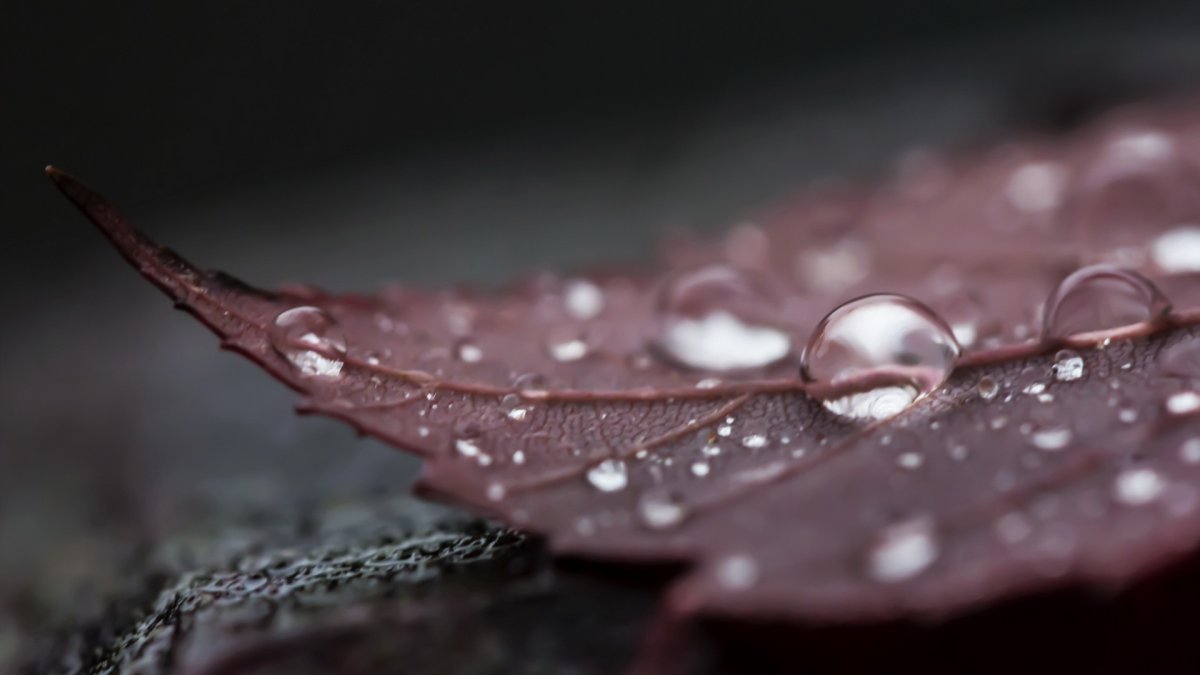 Капли воды макро