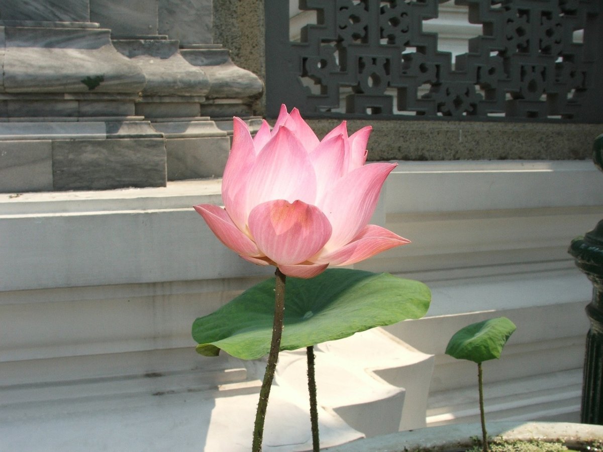 Lotus Тайланд