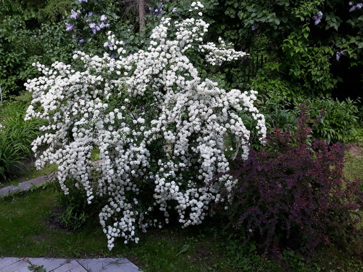 Спирея Вангутта (Spiraea vanhouttei)