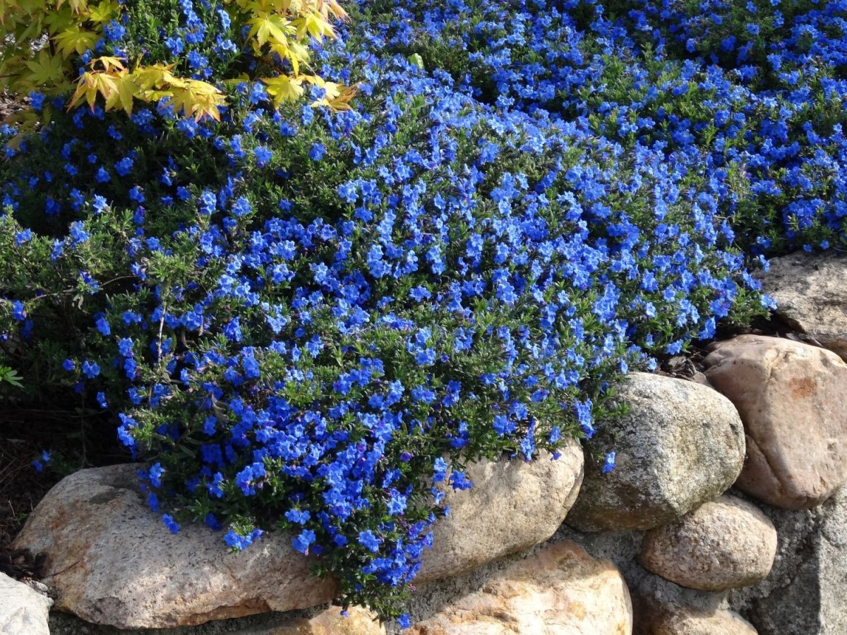 Почвопокровный цветок с голубыми цветами