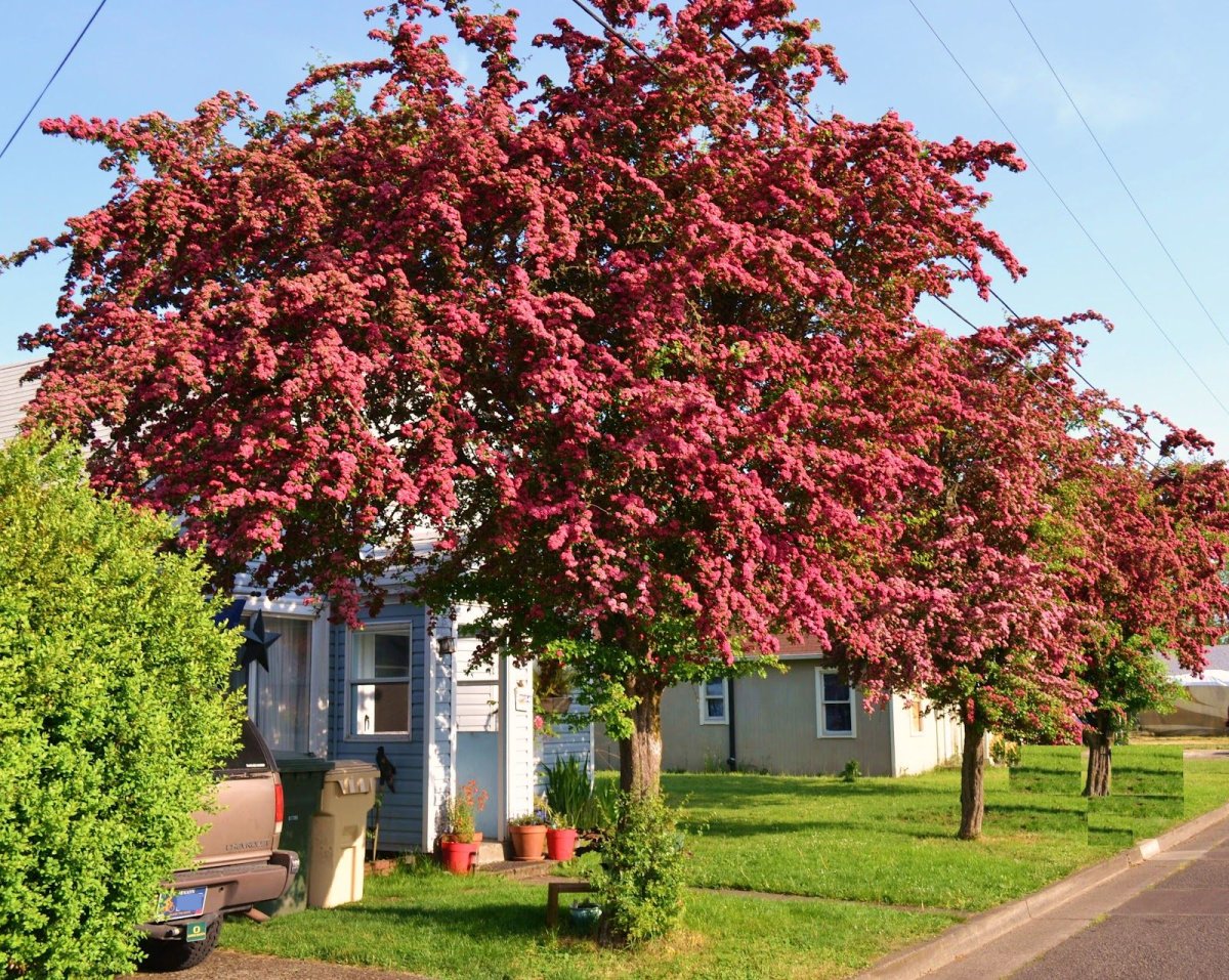 Боярышник однопестичный rubra Plena