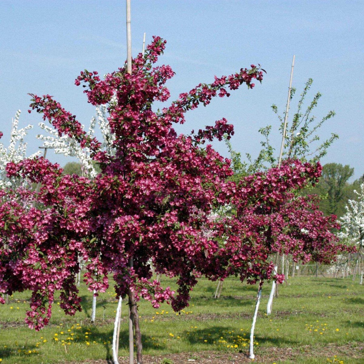 Яблоня Мокум Malus Mokum