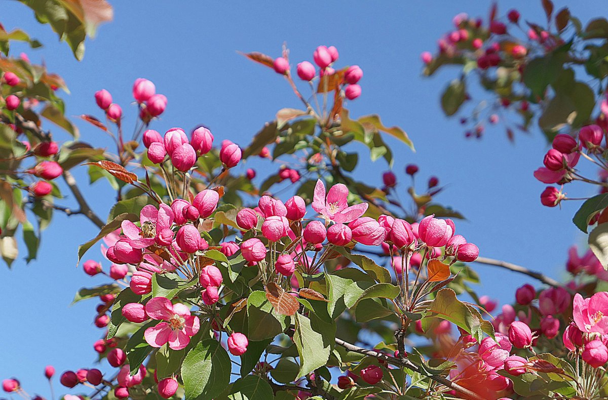 Яблоня сливолистная (Malus prunifolia)