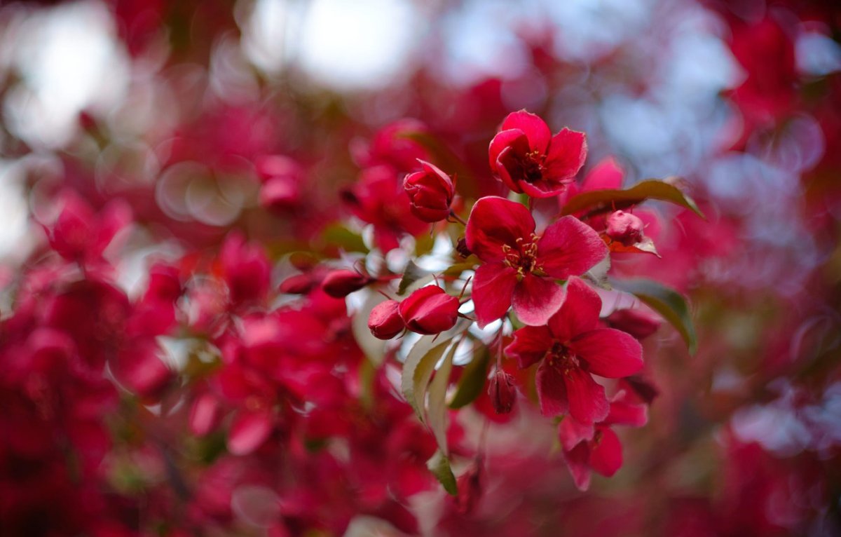 Декоративная яблоня с красными цветами