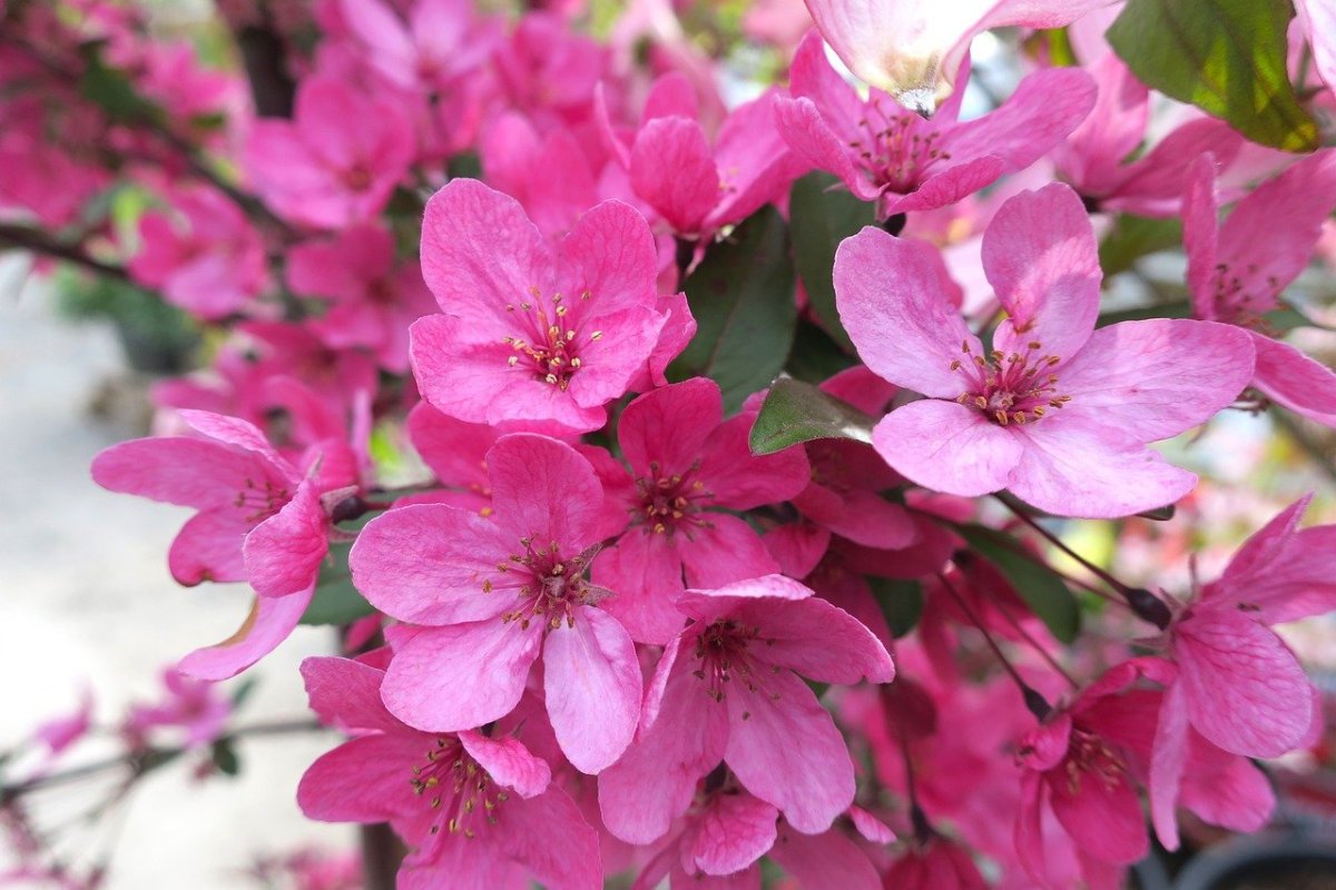 Декоративная яблоня Malus Pink