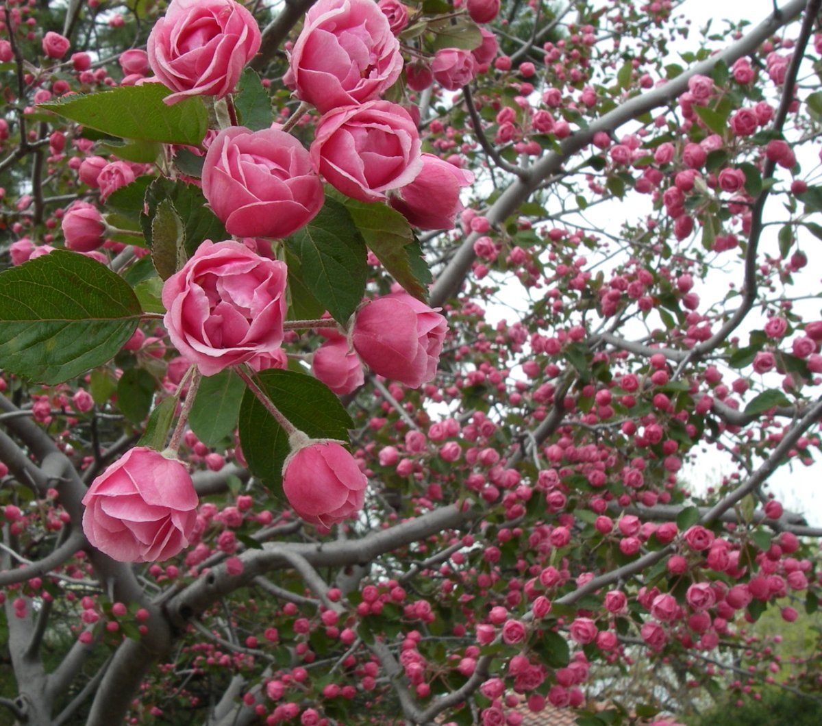 Яблоня декоративная 'махровая' (Malus 'махровая'