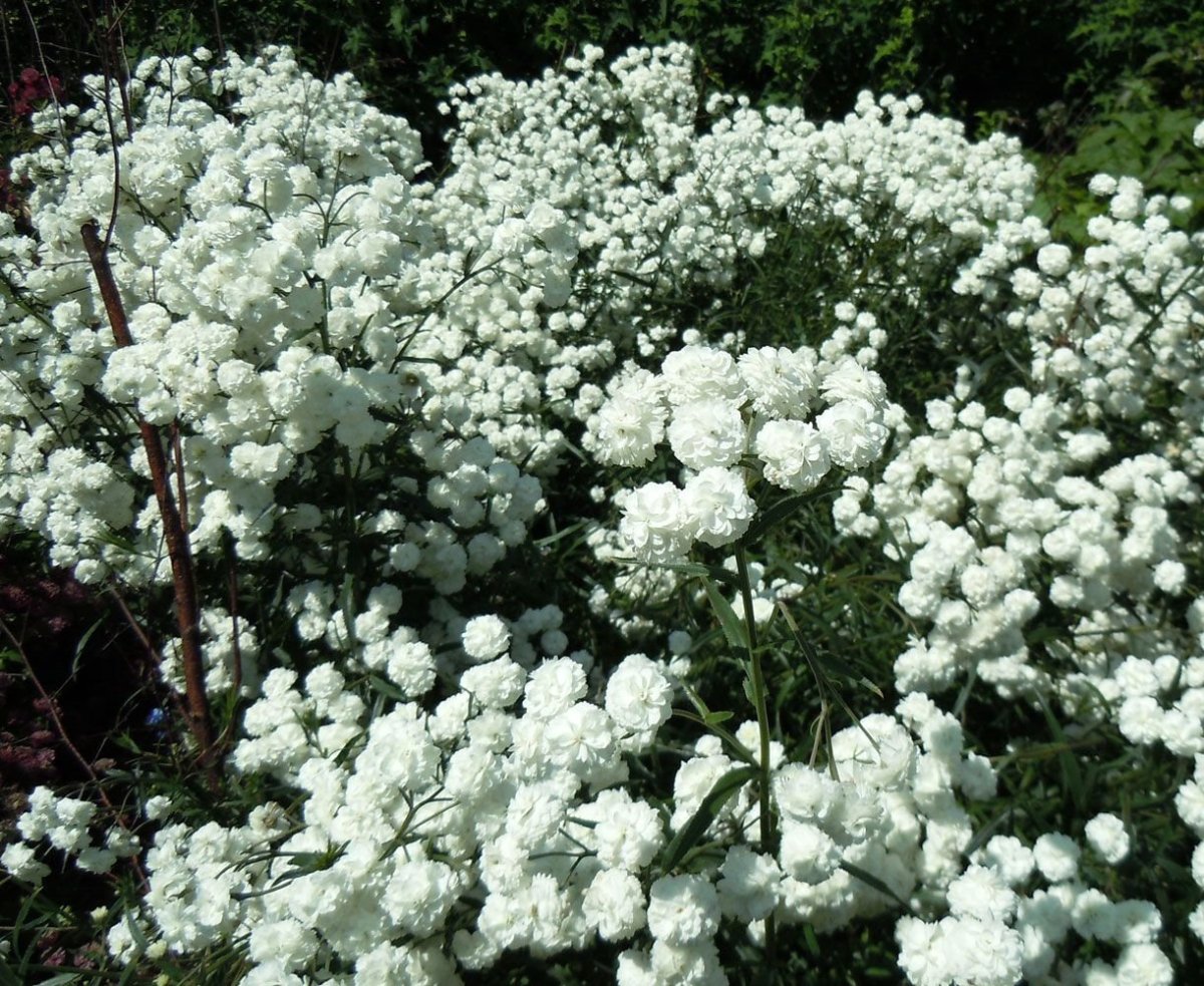 Белые садовые цветы многолетники