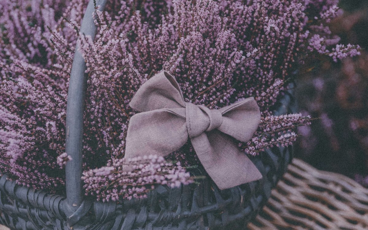 Лаванда (Lavandula) Эстетика