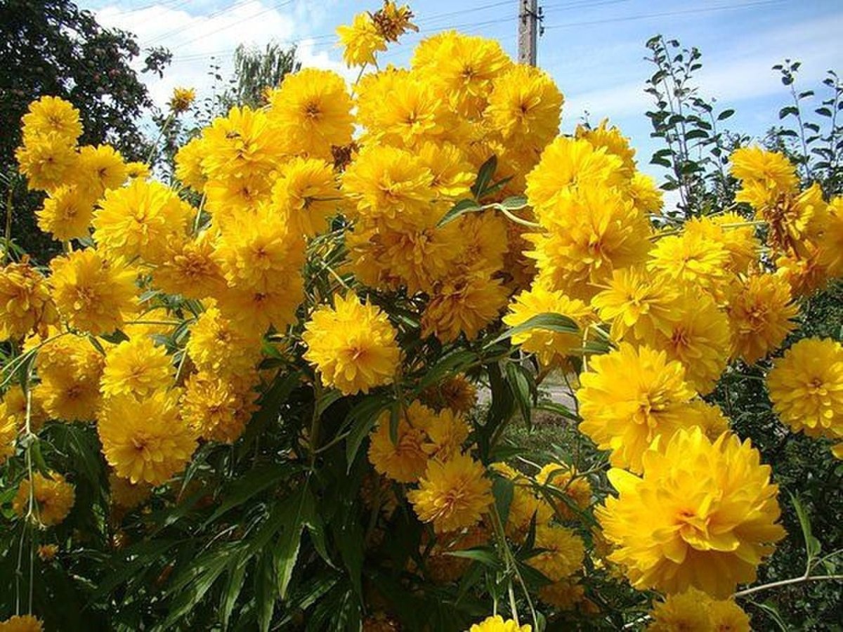 Гелиопсис многолетний золотой шар