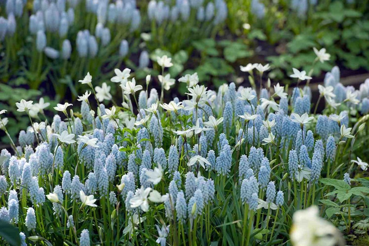 Babys Breath New мускари