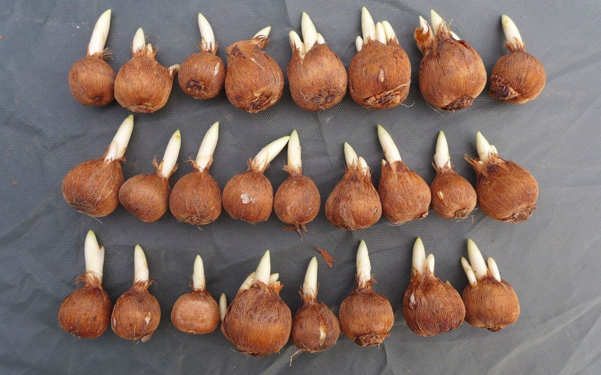 Луковицы крокусов
