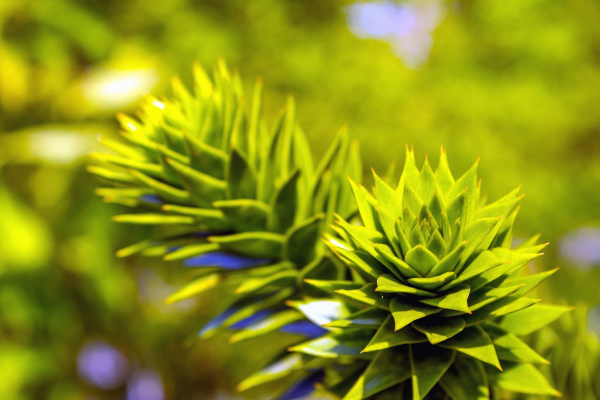 Botanic Green
