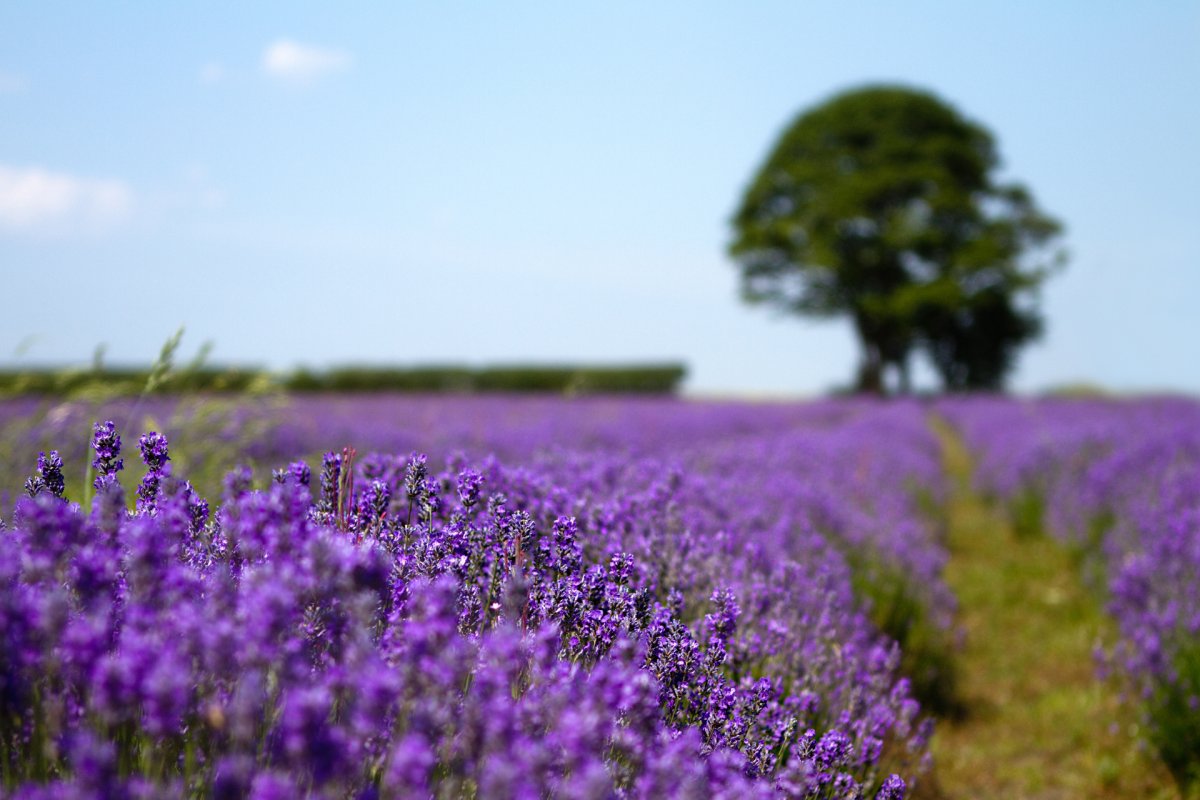 Фиолетовые высокие цветы в поле